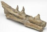 Fossil Mosasaur (Platecarpus) Lower Jaw Section - Kansas #207907-1